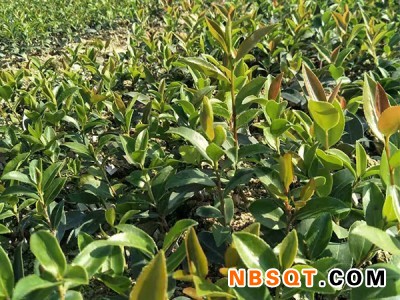 油茶苗-供应湖南新型湘林油茶图1