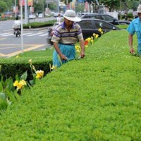 园林养护咨询-厦门专业的园林养护公司是哪家