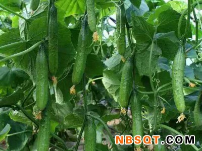 旱黄瓜-旱黄瓜种子批发-【全国发售，欢迎来电】@寿光绿兴图1