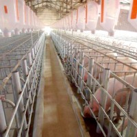 吕梁母猪产床厂家-新乡母猪产床选燕林养殖设备_价格优惠