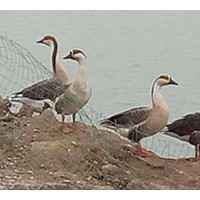 鸿雁养殖场-蚌埠区域合格的大雁基地
