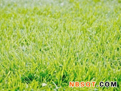 沈阳草坪-供应辽宁销量好的草坪图1