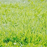 沈阳草坪-供应辽宁销量好的草坪