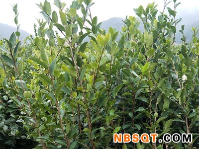 二年生杯苗供应|抢手的攸县油茶苗出售图1