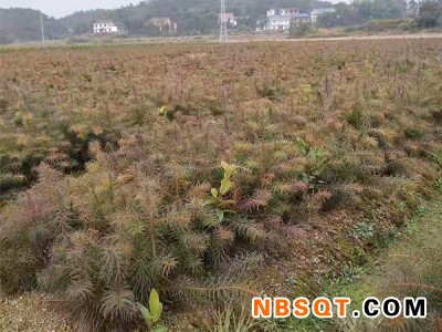 杉树苗哪里有供应|杉树苗多少钱一株图1