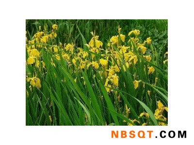 一起去赏花！黄菖蒲价格//黄菖蒲批发//黄菖蒲培育基地图1