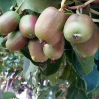 软枣猕猴桃树苗价格|想要易种植的软枣猕猴桃树苗就来丹东韵都软枣园