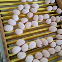 蛋鸡专用饲料厂家直销_成都优良的淘汰蛋鸡专用饲料批发