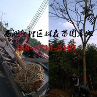 14-15公分栾树价格,栾树基地直供,18-20公分栾树价格