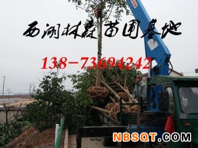 10-11公分乐昌含笑价格,12-13公分乐昌含笑价格图2